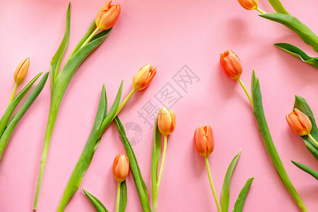 明亮粉红背景的多彩橙色郁金香图片