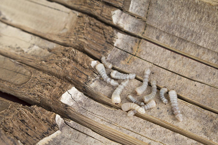竹虫蛹或竹虫图片