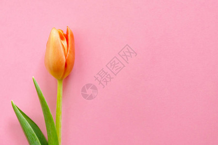 明亮粉红背景的多彩橙色郁金香背景图片