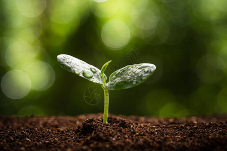 生长树苗在土壤和自然绿水滴背景图片