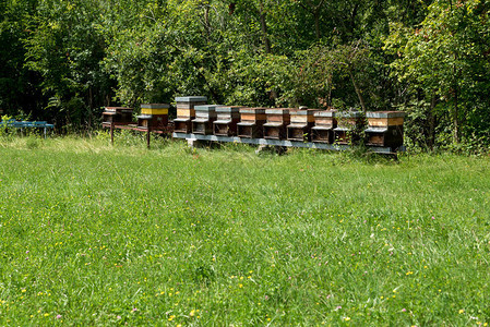 蜂蜜在草地图片