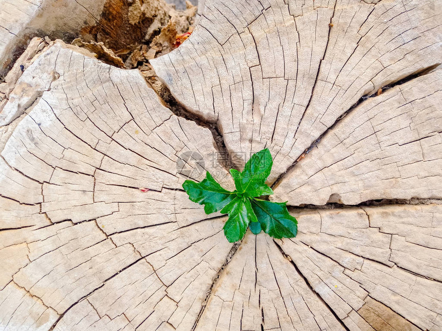 生长在树桩外面的植物图片