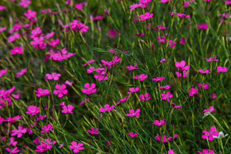 绿草中郁葱的粉红色花朵图片