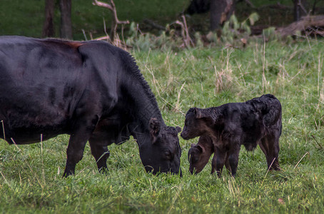 双公牛小崽子看着妈在这片农村高清图片