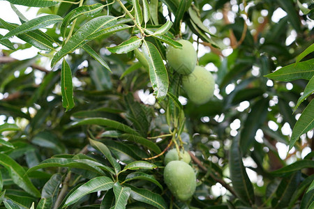 绿叶芒果树背景图片