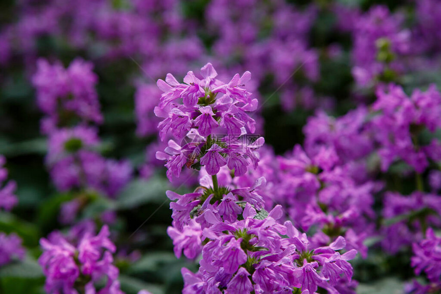 生动的紫色花序特写镜头图片