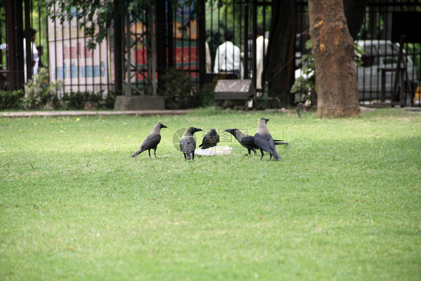 一群乌鸦在公园里吃人类剩饭图片