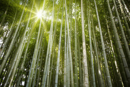 竹林之光和太阳照亮阳光展图片