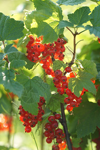 花园背景上成熟的红醋栗浆果的绿色灌木丛图片