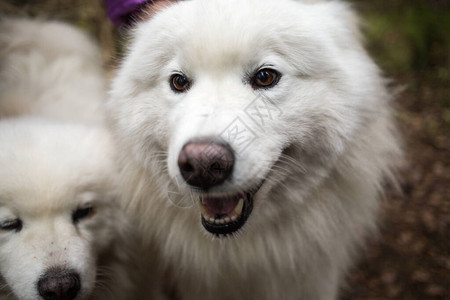 秋天森林里的两只萨摩耶犬图片