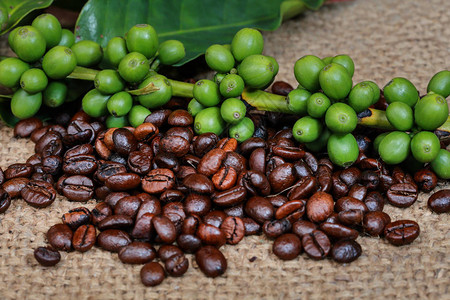 绿色生咖啡豆和烧烤咖啡图片