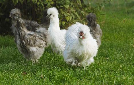 一群乌鸡公鸡和母鸡在绿草上Silkie一种不寻常的家禽品种图片
