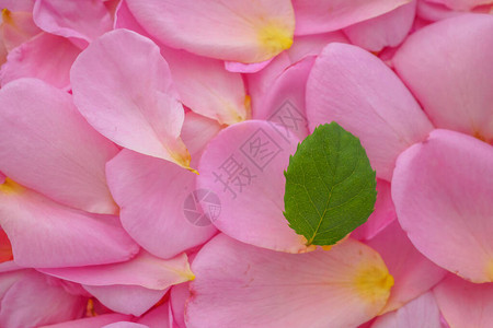 美丽的粉红玫瑰花瓣上的绿叶为图片