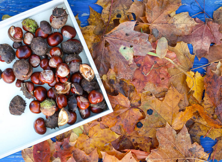 干秋叶和七叶树或木托盘中的七叶树图片
