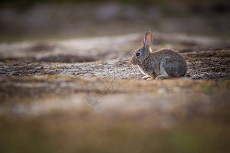 大自然中的野兔高清图片