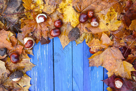 棕褐色栗子叶和成熟的栗子木板架状的青蓝木板图片