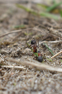 蚂蚁在森林里工作图片
