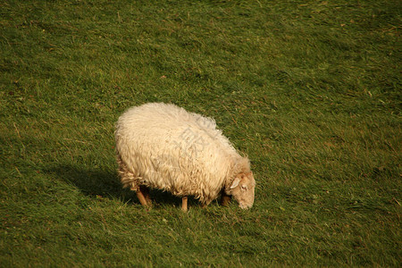 一群羊在农村图片