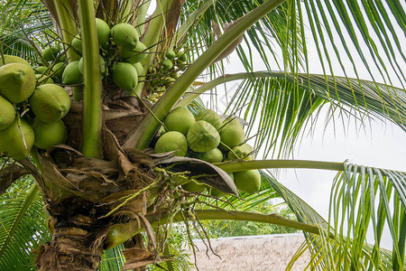 椰子树上的新鲜椰子簇图片