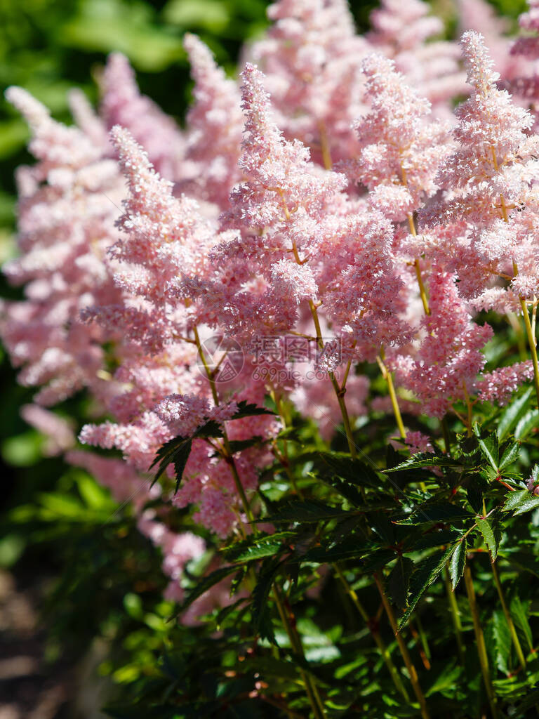 粉红的花朵自然背景中的烟图片
