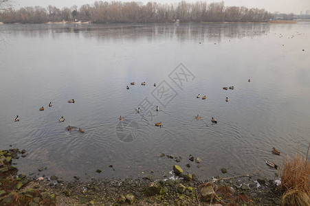 各种鸭子在冬天在河上游泳背景图片