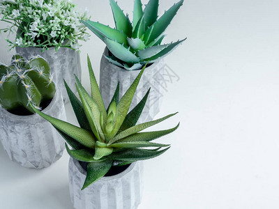 现代几何混凝土花盆中的绿色仙人掌白花和肉质植物图片