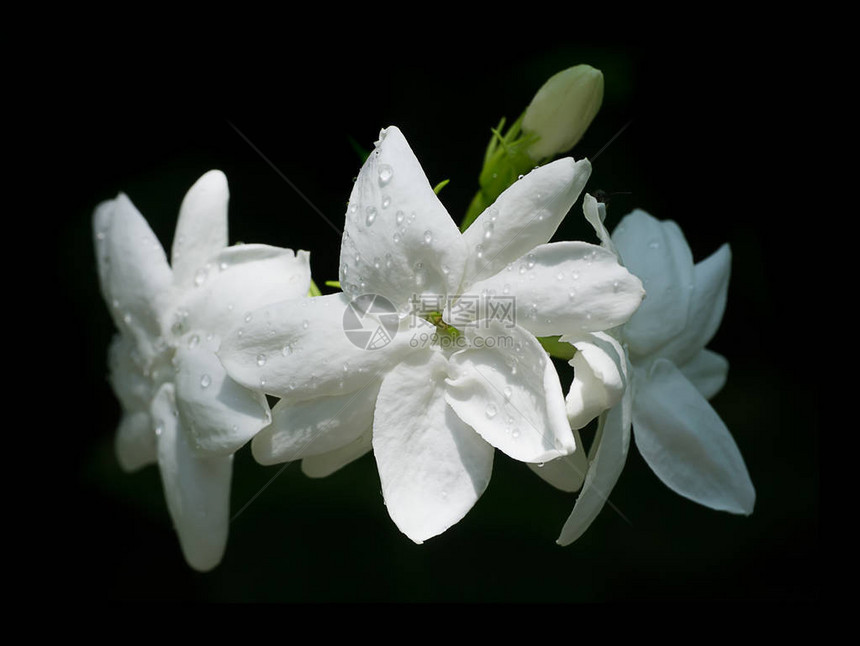 白色茉莉花的近距离在黑暗图片