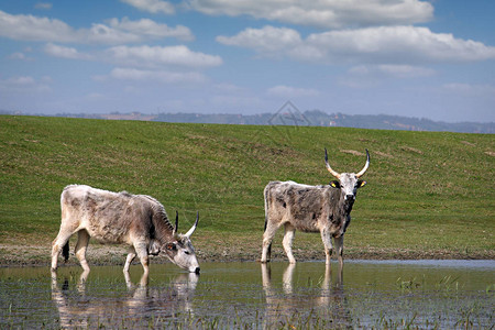 波多利亚牛在河上喝水图片