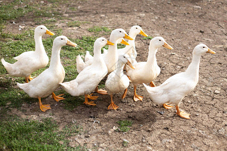 夏天在农场的家禽场养鸭图片
