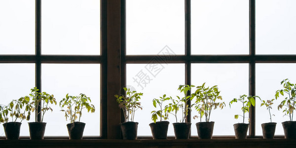 窗台上的盆栽植物在窗户的浅色背景上图片