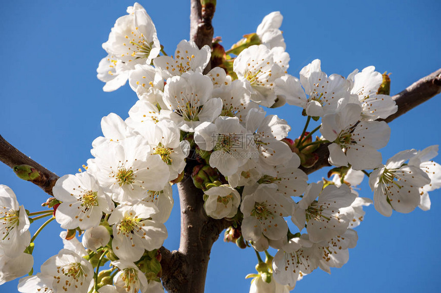 蓝天上的樱花特写春天的白花图片