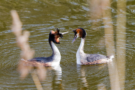 池塘水中的两只鸭子图片