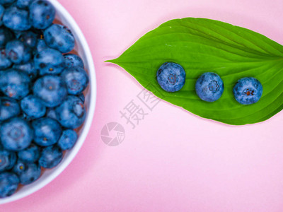绿叶上的蓝莓粉红色的珊瑚背景蓝莓叶特写有机健康食品图片