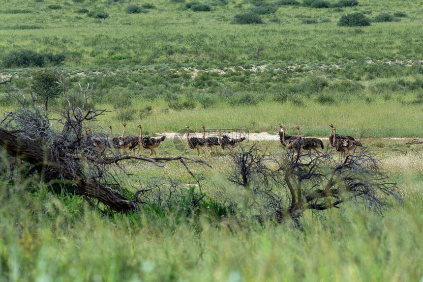 雨季后的沙漠中的Struthio骆驼卡拉哈里跨境公园图片