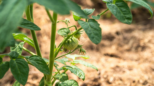 在温室里种植蔬菜番茄灌木上的图片