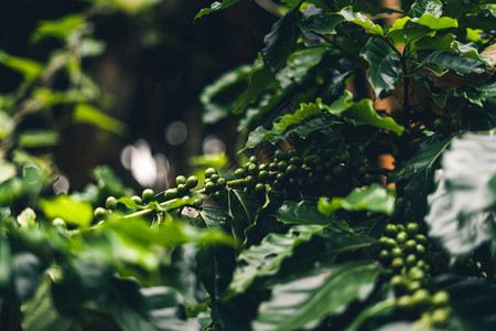 天然的绿咖啡豆和绿色图片
