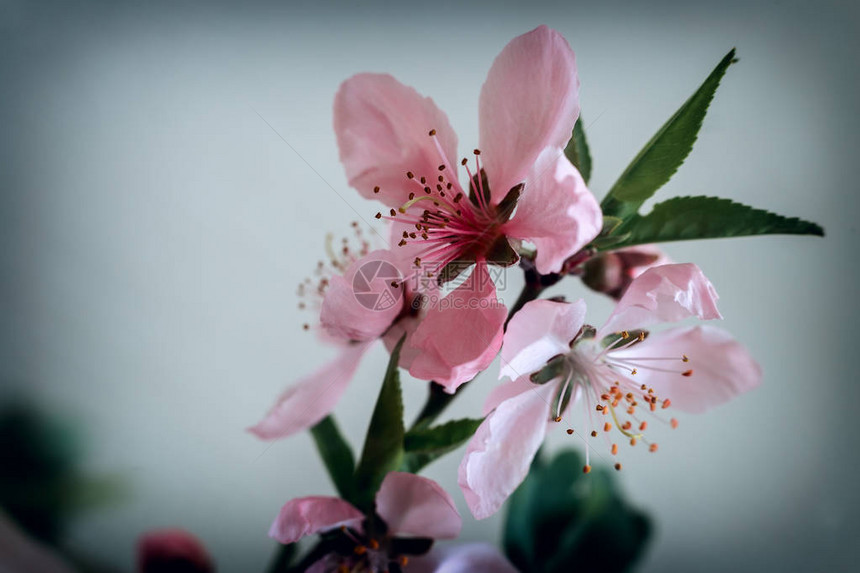 桃花枝和美丽的粉红色花朵以浅图片