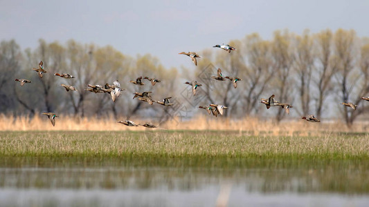 飞翔的鸭子五颜六色的自然背景图片