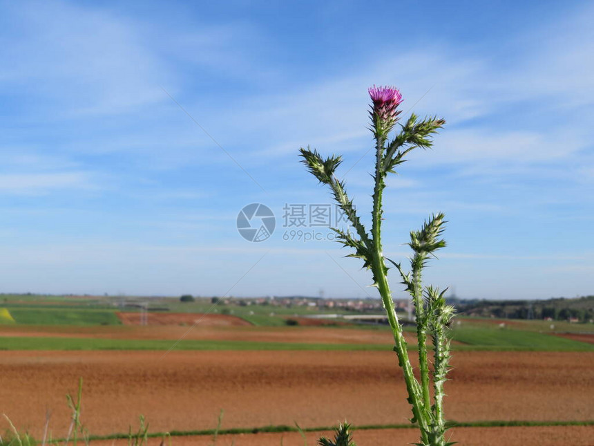 蓟植物自然峰紫色花田图片