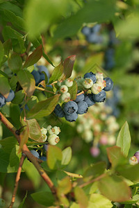 花园背景中绿色未成熟的蓝莓灌木丛图片