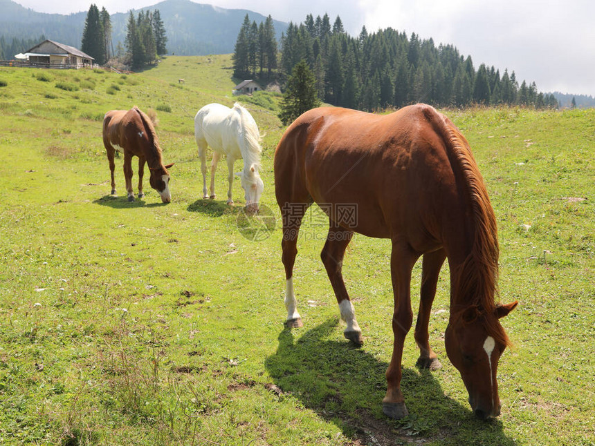 夏天在山上吃草的一群马图片