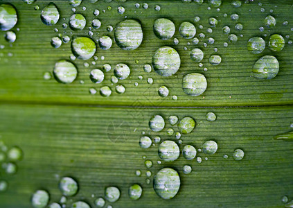 在清绿叶上滴下雨水展示了的细胞节之后背景图片