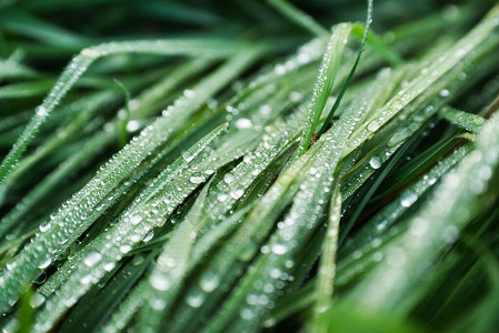 雨后鲜草上的水滴图片