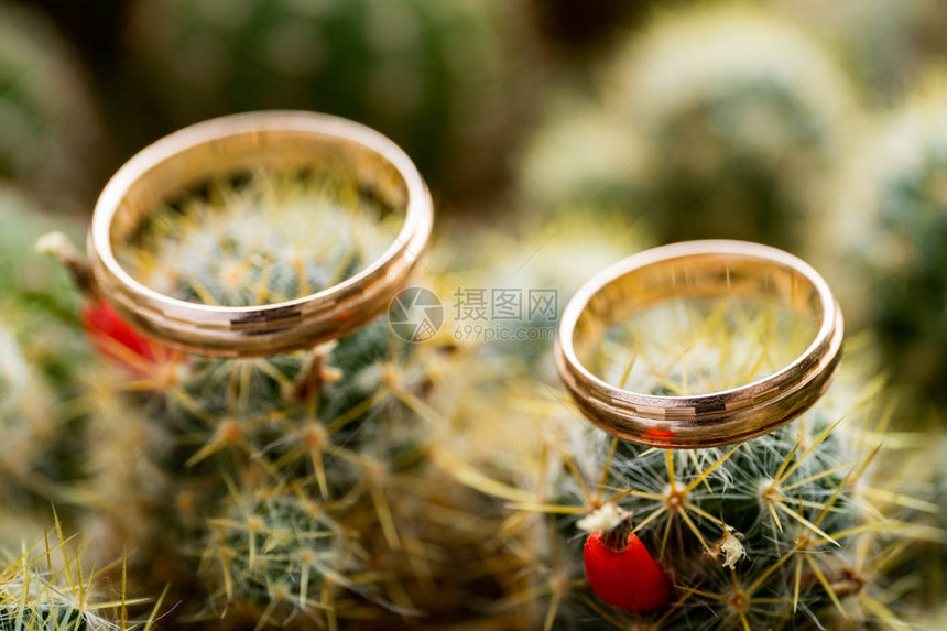 鲜青绿仙人掌和橘子水果上的对结婚金戒指爱情婚姻概念侧面观点图片