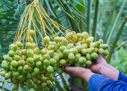 泰国棕榈树上的椰枣树枝图片