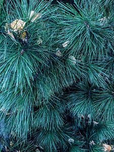 松树绿针关闭圣诞节图片