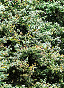 绿生树枝缝合青松圣诞树背景纹理新鲜fi图片