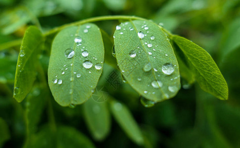 夏天雨水落在绿叶上图片