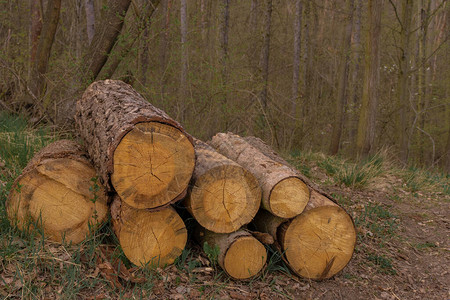 森林边缘的林木原堆积砍伐森图片