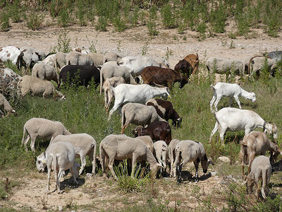 在田里放牧的山羊和绵羊在牧羊人图片